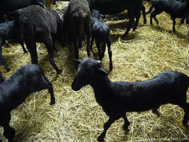 black lambs