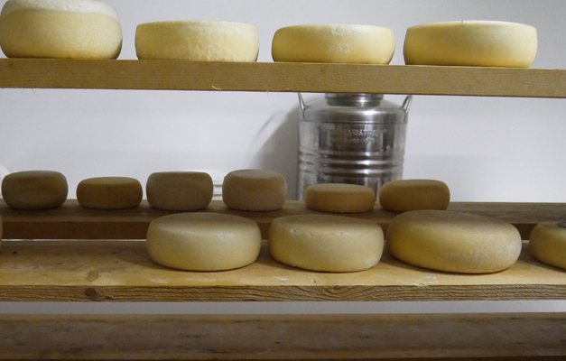 pecorino drying pecorino drying