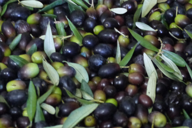 the crop - olives in tuscany the crop - olives in tuscany
