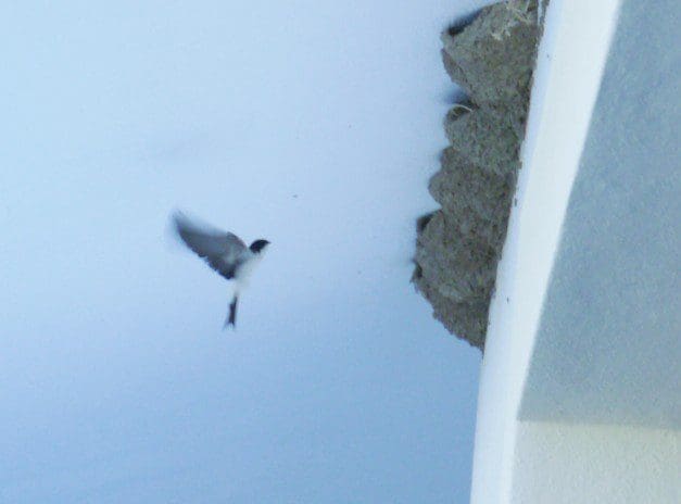 housemartin portugal housemartin portugal
