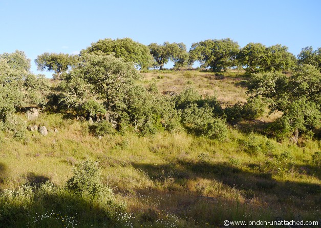 landscape herdade de Poupa landscape herdade de Poupa