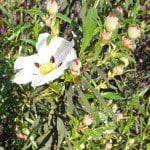 monsanto wild flowers