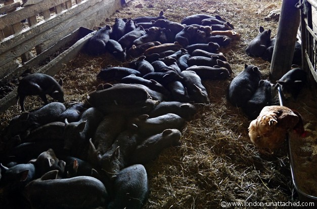 Baranja - Black Pigs Baranja - Black Pigs