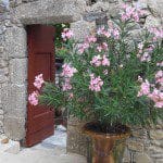 Chateau de Mandagout Flowers
