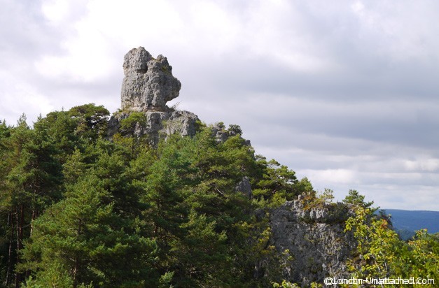 Causses et Cevennes - Bear Causses et Cevennes - Bear