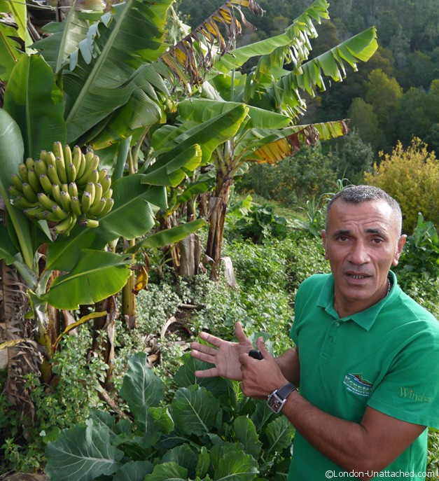 Bananas in Madeira Bananas in Madeira