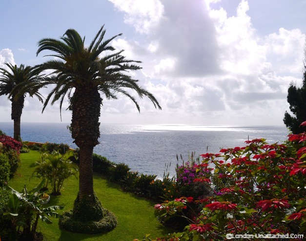 Palm Trees in Madeira Palm Trees in Madeira