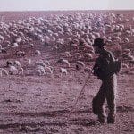 Sheep of the Alentejo