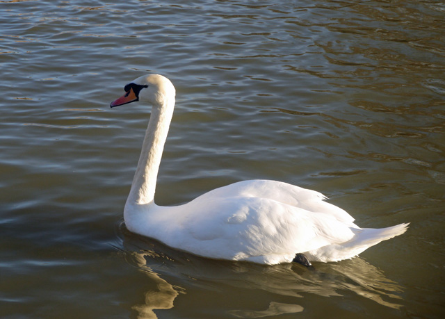 Stratford Swan Stratford Swan