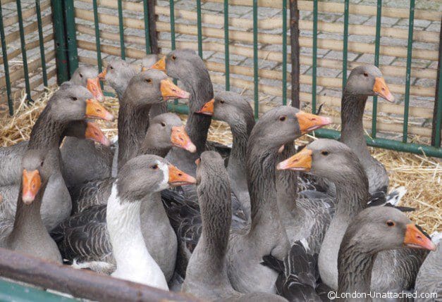 Fest'Oie Geese from Farm