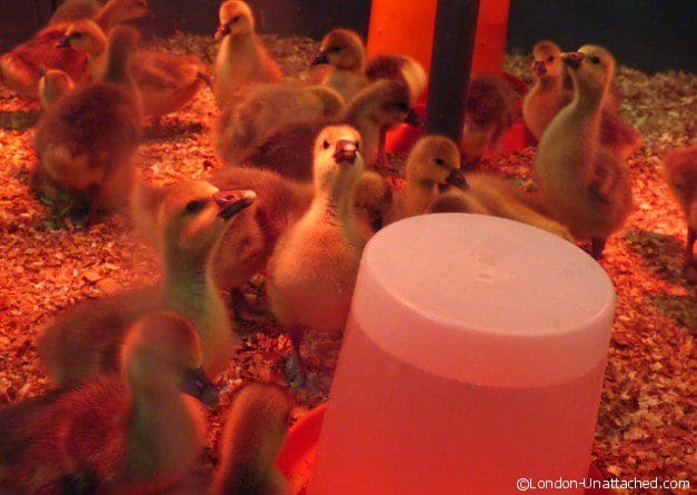Fest'Oie Goslings 2