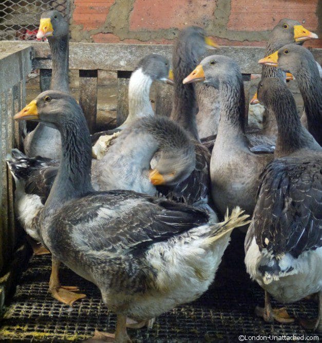 Geese Awaiting Gavage - Sarlat Geese Awaiting Gavage - Sarlat