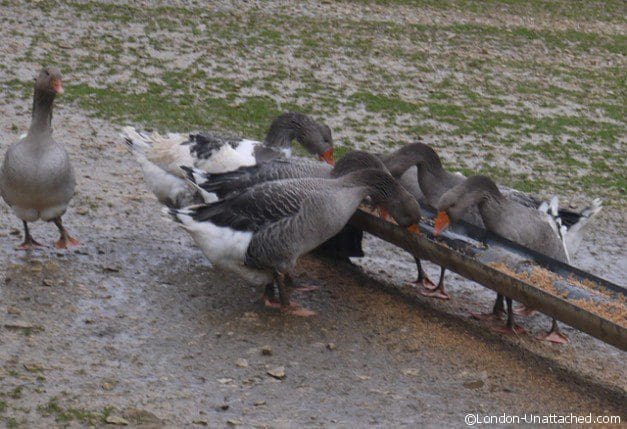 Geese being Fed Outdoors Geese being Fed Outdoors