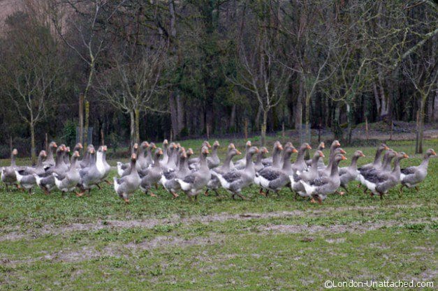 Geese for Foie Gras pre Gavage Geese for Foie Gras pre Gavage