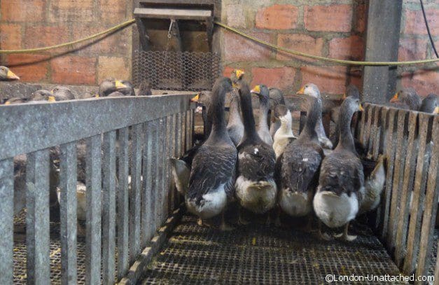 Geese for Gavage in Pens Geese for Gavage in Pens