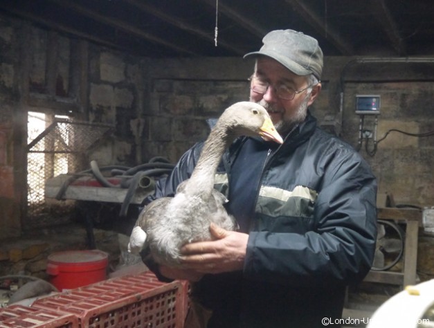 The Farmer and his pet goose The Farmer and his pet goose