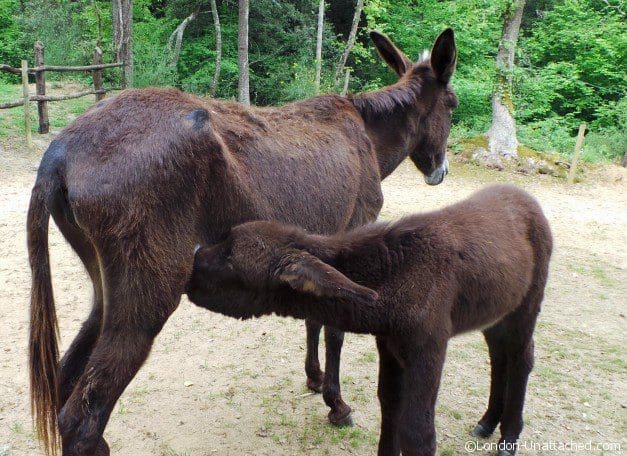 Barcelona Molt Mes - Baby Donkey Barcelona Molt Mes - Baby Donkey