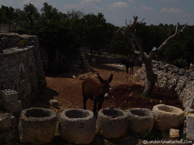 Masseria Il Frantolio donkeys