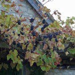 The Old Manor Vines