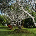 Geoffrey Bawas House happy cow