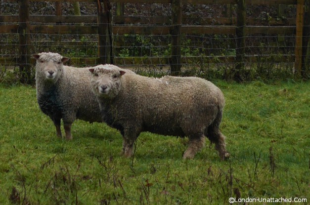 Southdown Sheep Goodwood