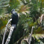 Sri Lanka River Boat Safari bird