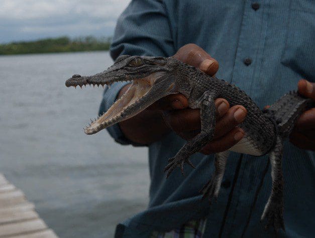 Sri Lanka River Boat Safari - crocodile Sri Lanka River Boat Safari - crocodile