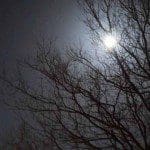 Moon through tree