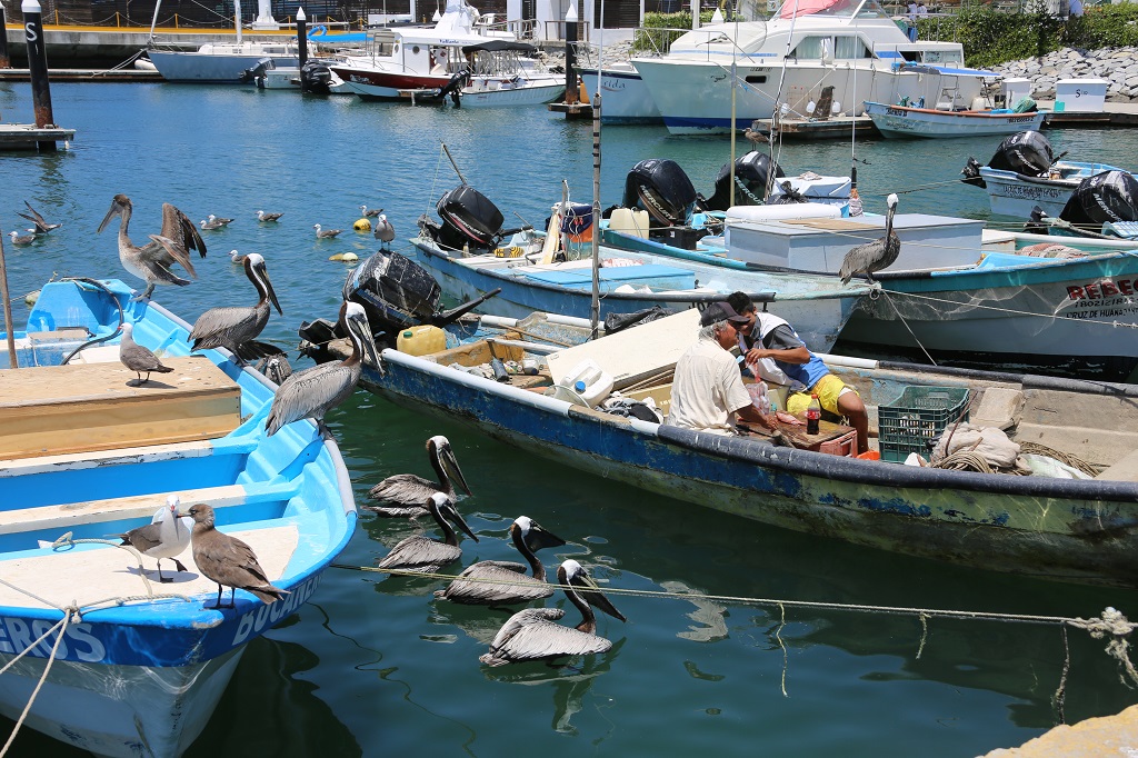 Fishing Boats in Nuevo Vallarta Harbour