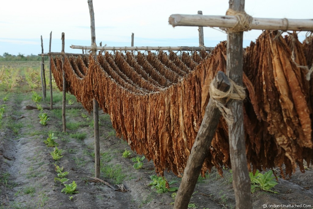 Mexico Riviera Nayarit Santiago Tobacco Drying Mexico Riviera Nayarit Santiago Tobacco Drying