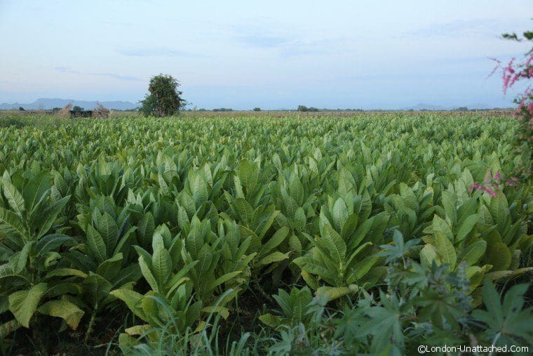 Mexico Riviera Nayarit Santiago Tobacco Growing Mexico Riviera Nayarit Santiago Tobacco Growing