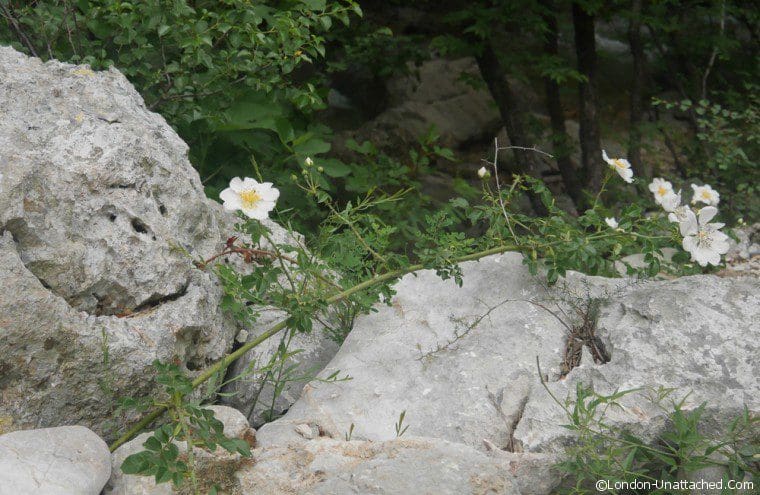 Paklenica Dog Roses Paklenica Dog Roses