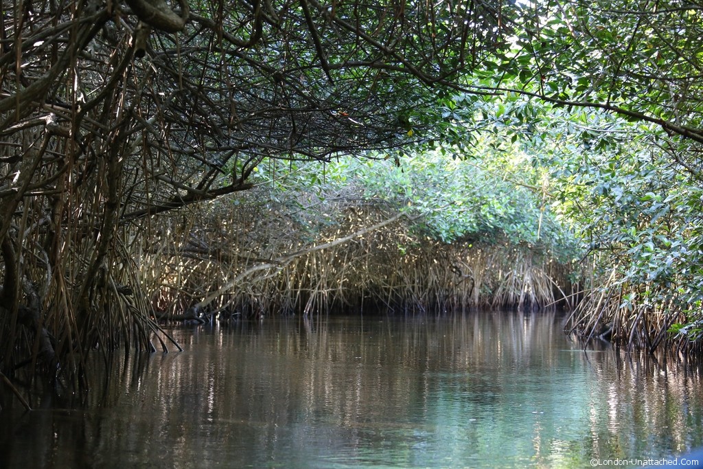 Mexico La Tovara Mangroves