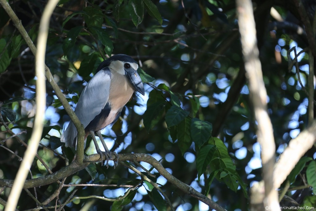 Mexico La Tovara National Park Bird Watching