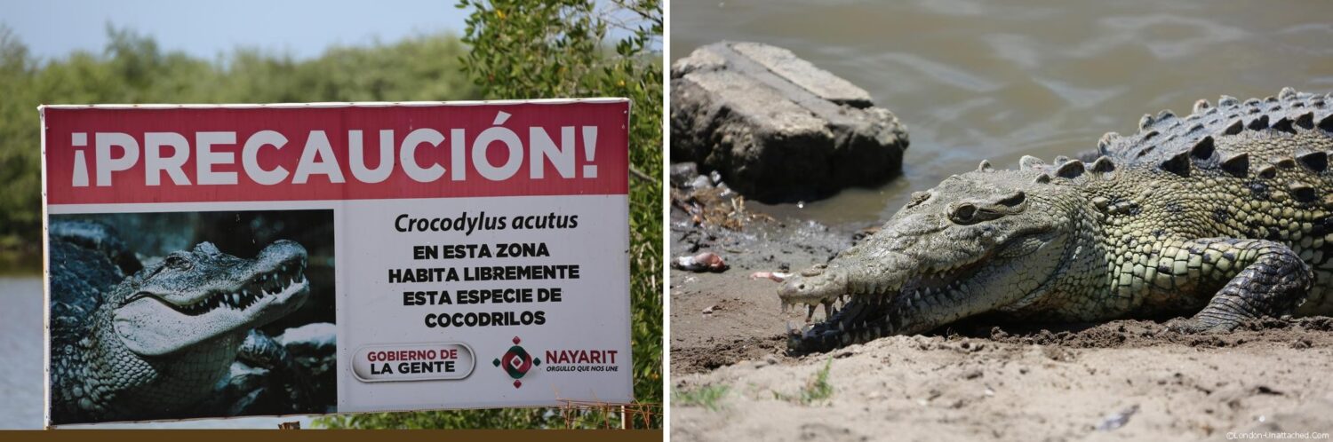 Mexico San Blas Crocodiles