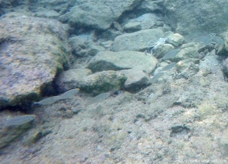 Snorkeling in the Med Snorkeling in the Med
