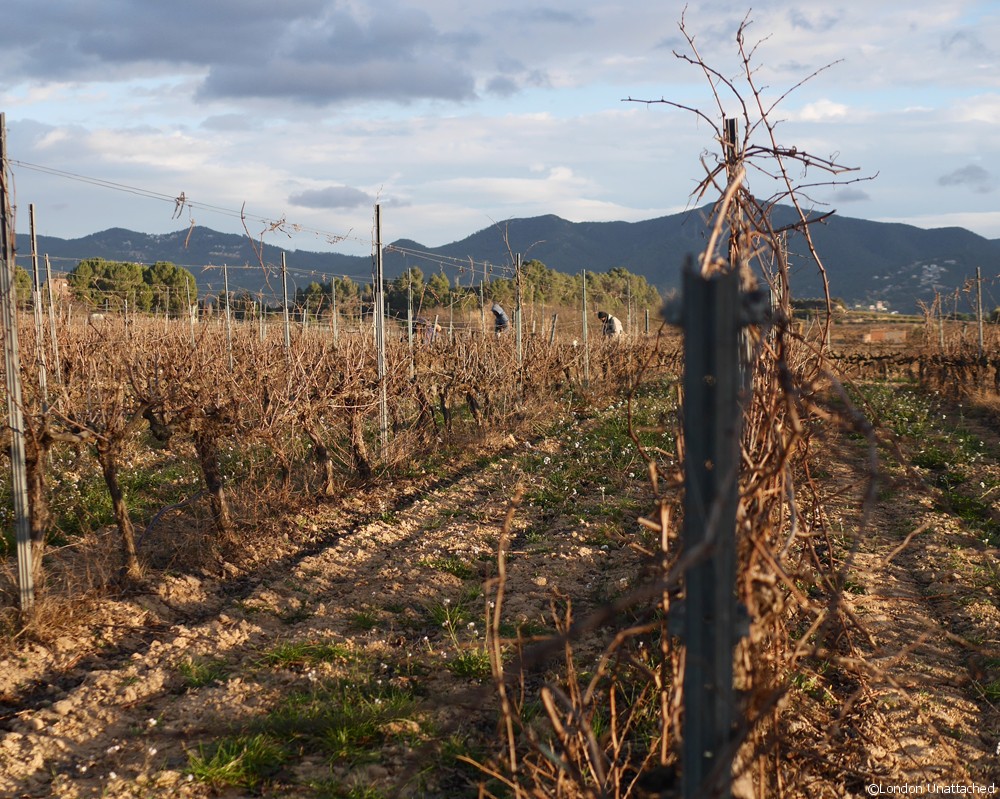 Vilarnau Vines 2 Vilarnau Vines 2