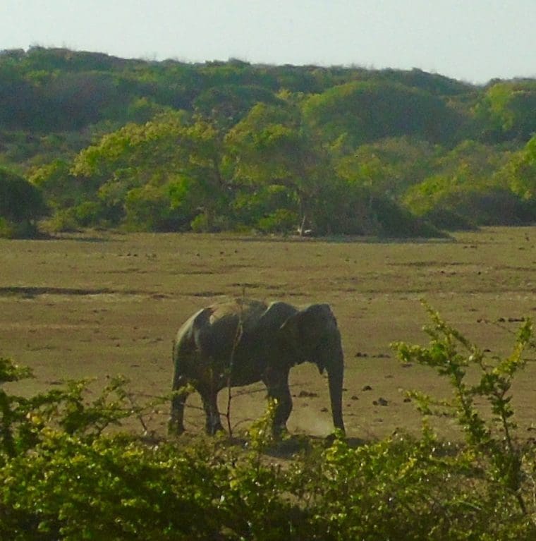 Elephant in Sri Lanka