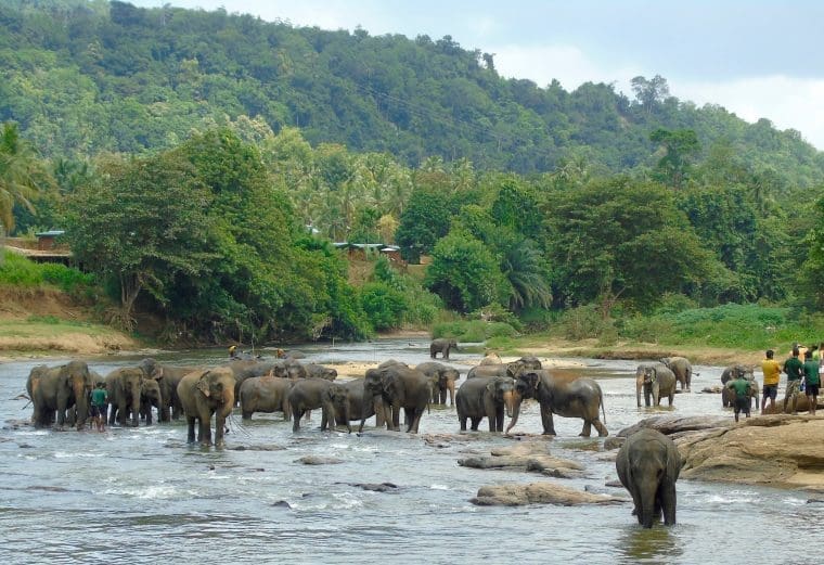 Elephants in Sri Lanka