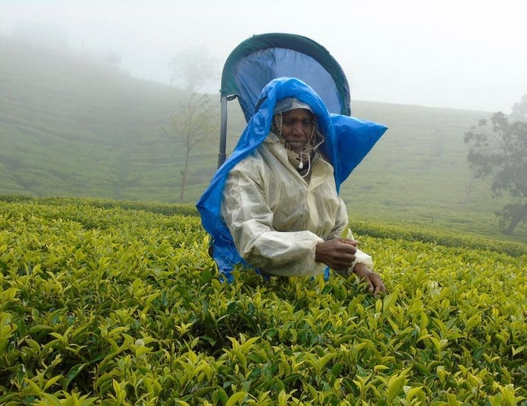 teapicker - Nurawa Eliya