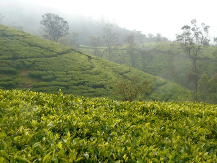 tea terraces Nurawa Eliya