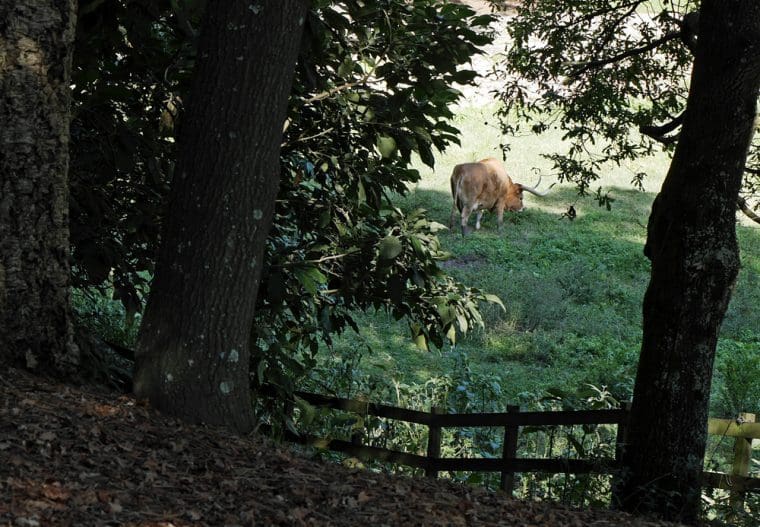 Porto Serralves Foundation - rare breeds Porto Serralves Foundation - rare breeds