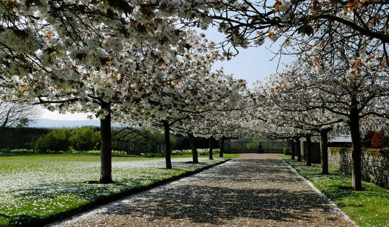 Cowdray - Cherry Blossom and Buddha Cowdray - Cherry Blossom and Buddha