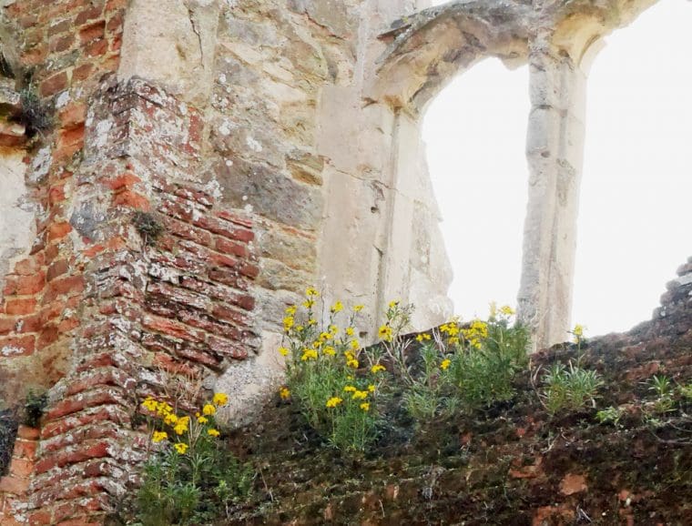 Mossy Window Cowdray Ruins The Artists Studio Cowdray 2