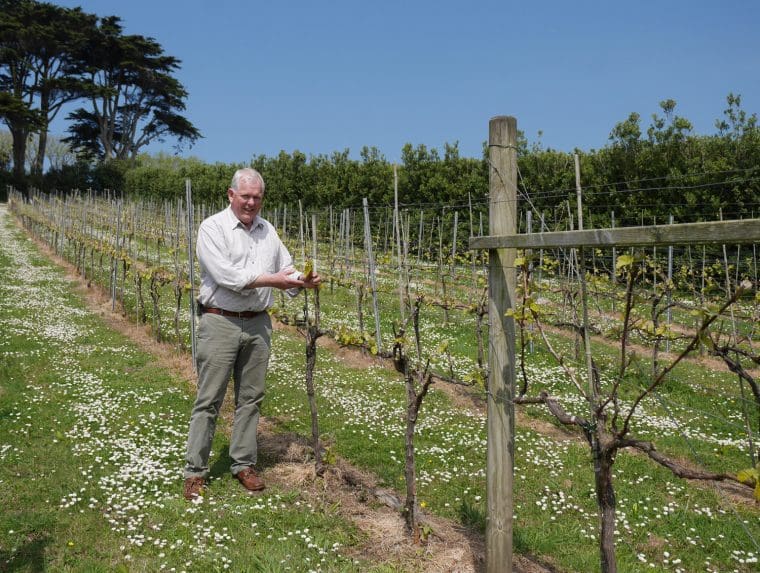 Holy Vale Vineyard Star Castle Hotel