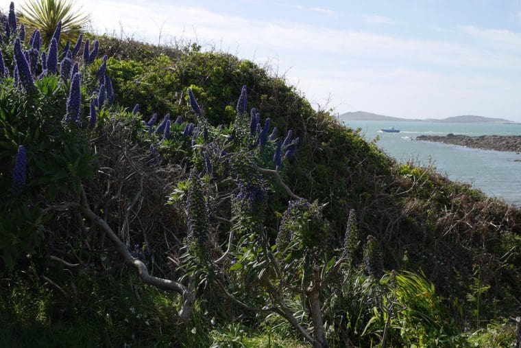 Scilly Isles St Marys 5 Scilly Isles St Marys 5