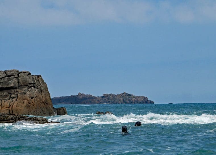 Seals in the Scilly Isles Seals in the Scilly Isles