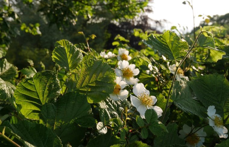 Dog Roses Highbullen hotel