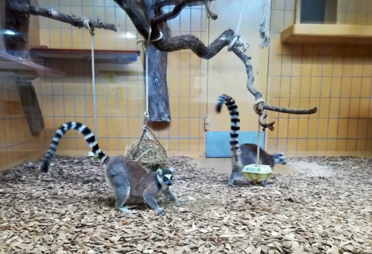 Baden-Baden Zoo - Lemurs Baden-Baden Zoo - Lemurs