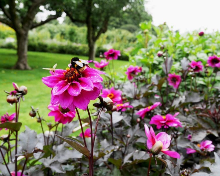 Bee - Houghton Hall